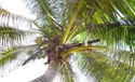 Under a palm tree at Turtle Nest Inn.
